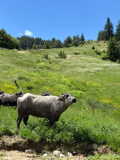 In Borino, Bulgaria, a herd of water buffalo grazes in a verdant meadow under a clear blue sky. The buffalo, with their dark gray hides and curved horns, are the central subjects of the scene. They stand amidst tall, lush green grass interspersed with yellow wildflowers, their tails swishing as they feed. In the background, a gently sloping hill is covered in more grass and dotted with trees, creating a natural, serene landscape. The overall impression is one of peaceful coexistence between the animals and their natural surroundings.