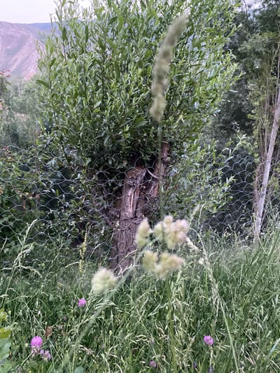 In Murdash, Kyrgyzstan, a close-up shot captures a wire fence in the foreground, with a densely leaved tree dominating the center of the frame. The tree has a thick, gnarled trunk with visible texture. Beyond the tree, a backdrop of green foliage and distant mountains is visible. The scene is characterized by lush grass and wildflowers scattered throughout the grassy area. The lighting suggests it is either early morning or late evening, with soft natural light.