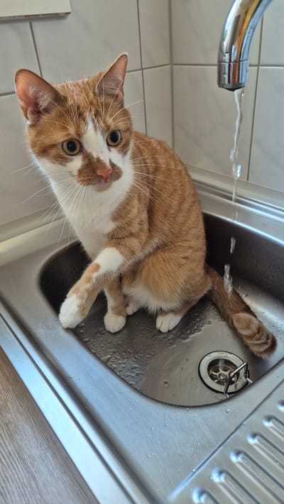 An orange and white domestic shorthair cat is sitting in a stainless steel kitchen sink under a running faucet. The cat's body is positioned facing the viewer's left, with its head turned towards the camera. Its front left paw is extended, appearing to be touched by the water stream. The sink is wet, with several water droplets visible on the surface. A drain with a metal stopper is present in the sink. The background consists of light-colored tiled walls and a portion of a wooden countertop. This scene does not provide any information to determine its location in the city of Miltenberg, Germany.