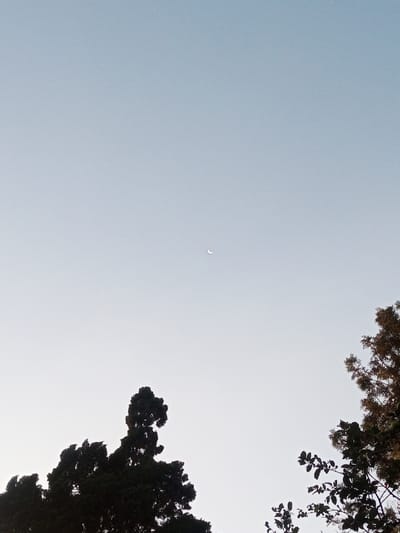 The scene depicts an open sky at Sa Hti Law (3), Myanmar, likely during twilight hours. The sky transitions from a light blue at the upper edge to a pale, almost white tone towards the lower portion. A slender white crescent moon is visible in the upper-middle section of the frame. In the lower left, the dark, silhouetted crown of a dense tree, possibly a conifer, rises into the frame. In the lower right, the upper branches and sparse foliage of another tree are silhouetted against the lighter sky. No individuals, structures, or specific ground features are present.