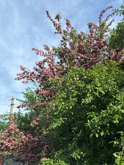 The image shows a view looking up into trees with pink flowers against a pale blue sky with some clouds. One tree has dense green leaves, while another features numerous small pink flowers. Power lines and a utility pole are visible in the lower portion of the frame. There is no specific information available to support the claim that the location of this image is in Severnyi, Russia.