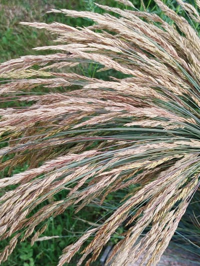 The image is a close-up, overhead shot of a bundle of dried grass stalks with a green, out-of-focus background of grass. The grass stalks are predominantly tan and beige, with some hints of pink and green. They are arranged in a fanned-out pattern, with the ends pointing towards the top right of the frame. The stalks appear to be mature and have a feathery texture. The lighting suggests it is daytime, and the overall impression is natural and organic. There are no people, text, or discernible weather conditions. The scene evokes a sense of the natural landscape, possibly a meadow or field. The provided location context of Крупіцкі сельскі Савет, Belarus, suggests this is a scene from rural Belarus.