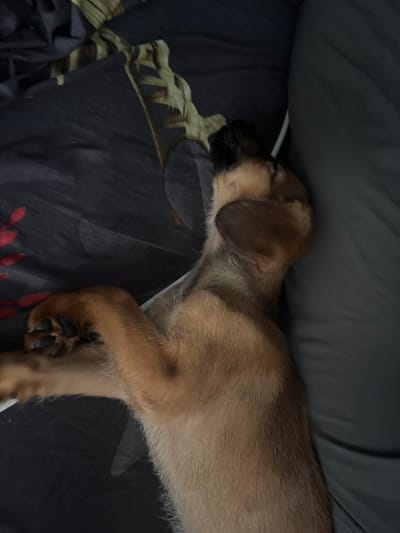 The image shows a light brown puppy sleeping soundly on a dark fabric surface. The puppy is lying on its side, with its head resting down and its eyes closed, indicating a state of deep sleep. Its ears are floppy and lie flat against its head. One of its front paws is visible, resting on the fabric, with its dark paw pads clearly discernible. The fabric beneath the puppy appears to have a subtle, possibly dark floral or leafy pattern in some areas, and is partially covered by a dark, wrinkled blanket or sheet. The lighting is dim, suggesting either an indoor setting or a time of day when natural light is not strong. No text is visible in the image. The scene evokes a sense of peace and comfort associated with a sleeping animal. The location context of Birobidzhan, Russia, provides a geographical reference for the image, but there are no specific visual cues within the image itself to confirm this location.