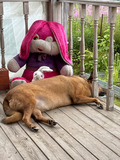 A medium-sized, short-haired brown dog is sleeping on a wooden porch. The dog is lying on its side with its head resting against a wooden railing. Next to the dog is a large stuffed pink rabbit with purple clothing. A smaller white stuffed bunny is also visible. The porch appears to be in a rural or semi-rural setting, with greenery and some flowers visible in the background. The overall impression is one of a relaxed, domestic scene. The location is specified as Подолино Ст, Russia.