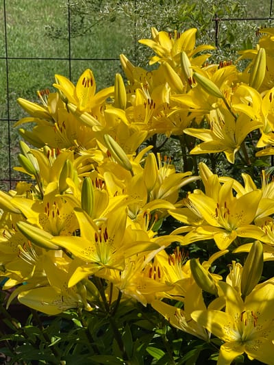 A dense, sunlit cluster of vibrant yellow lilies fills the frame of this outdoor, medium-angle shot. The lilies are in various stages of bloom, with some fully open and others still in bud. The petals are broad and slightly curled, displaying subtle speckles of dark brown. Stamen and pistils are visible in the open flowers. The background consists of soft-focus green foliage and a black wire fence. The lighting suggests a bright, sunny day. The location is specified as Tatarstan, Russia, though there are no visual cues in the image to confirm this specific location within Russia, or any other specific city or country.