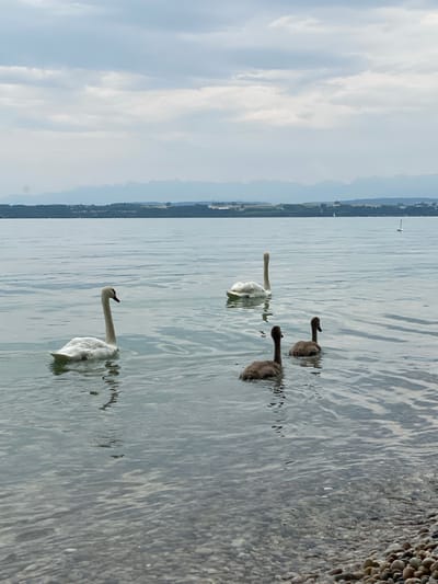 A flock of swans, consisting of two adults and two cygnets, are swimming in the calm waters of Lake Neuchâtel near the shore of Cortaillod, Switzerland. The adult swans are white, while the cygnets are dark gray and appear to be juvenile. The water is clear, revealing a bed of pebbles beneath the surface near the foreground. In the background, a distant shoreline is visible with trees and buildings, and further beyond, a range of mountains under a cloudy sky. The scene depicts a peaceful natural environment.
