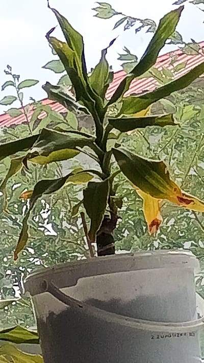A potted plant, likely a Dracaena, sits in a gray plastic bucket. The plant has long, lance-shaped leaves that are a mix of green and yellow, with some browning at the tips. The stem is thick and woody. In the background, there is dense green foliage and a reddish-brown roof, suggesting an outdoor setting. The sky is bright and overcast, indicating daytime. The scene appears to be a residential area. There is some text visible on the bucket, but it is too blurry to read. The overall impression is of a healthy plant in a somewhat weathered container, situated in a garden or patio environment. The image has a slightly stylized, almost painterly quality.