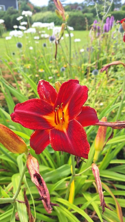 This is a close-up, vertical, eye-level outdoor photograph of a red daylily in bloom, set against a backdrop of a garden in Flokši, Latvia. The daylily is the primary subject, positioned centrally and in sharp focus. Its petals are a deep red, transitioning to a bright yellow-orange at the center, where the stamens and pistil are visible. The flower is surrounded by lush green foliage, typical of a garden environment. In the background, a blurred garden scene includes other flowers, some white and some purple, along with green grass and bushes, suggesting a naturalistic planting. The lighting is bright, indicative of daytime. No people or specific actions are depicted. The image captures a moment of natural beauty in a cultivated outdoor space.