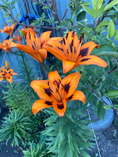 The media file shows a close-up, high-angle view of several bright orange tiger lilies with dark brown spots. The flowers are in full bloom, with their petals unfurled and stamens visible. The lilies are the main subjects, set against a backdrop of lush green foliage.
The setting appears to be an outdoor garden. In the background, there are hints of man-made objects, including a corrugated metal surface (likely roofing or siding) and some blue and black plastic piping, suggesting irrigation or plumbing. The ground is visible in some areas, appearing to be dark soil with some scattered small stones and possibly a thin white string or wire.
The lighting suggests it is daytime, likely sunny or overcast, with the natural light illuminating the vibrant colors of the flowers. There are no people visible in the media file, nor any text. The overall impression is one of natural beauty and growth, with the detailed focus on the lilies highlighting their intricate patterns and vivid coloration. The location context provided is Әуезов ауылдық округі, Kazakhstan, which places this scene in a rural or semi-rural setting within that region. The time of day and weather are not explicitly stated but can be inferred as daytime with potentially fair weather to allow the flowers to be in bloom and lit by natural light.