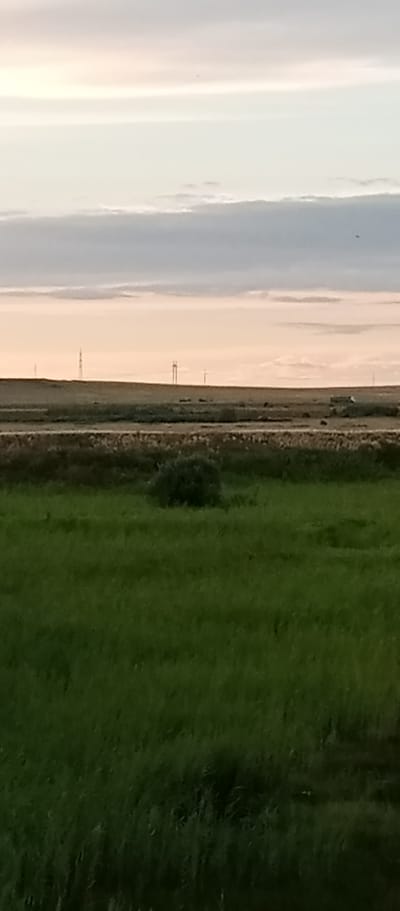 A wide shot captures a flat, grassy landscape under a pale sky. The sky is a gradient of muted colors, with pale yellow at the horizon transitioning to light gray and then to a darker gray with wispy clouds towards the top. In the middle ground, a long, flat stretch of brown, dry vegetation runs horizontally across the image, with faint details of what could be shrubs or sparse trees. Above this, several tall, slender metal towers, likely utility poles, are visible against the horizon. In the foreground, a vast expanse of vibrant green grass fills the lower half of the frame, with a small, dark green bush positioned in the middle ground, breaking the uniformity of the field. The overall scene suggests a rural or open, undeveloped area. The location is identified as Marinovka, Kazakhstan.