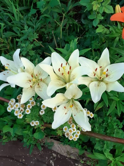 A close-up, overhead shot features a cluster of five white lilies with speckled maroon anthers, arranged on a dark brown wooden surface. The lilies are predominantly white with some yellow in their centers, and their petals are slightly curved. In the lower left and center of the image, a small cluster of tiny white flowers with yellow centers are visible, interspersed with green foliage. A dark brown, possibly metallic, garden stake runs horizontally across the lower portion of the frame. The background is dominated by various shades of green foliage, with hints of a lighter green plant and an orange flower bud visible in the upper right. The image appears to have been taken outdoors in an urban environment, likely a garden in Deremezna, Ukraine.