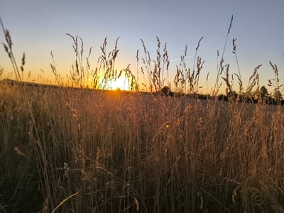 This image depicts a field of tall, dry grass at sunset in Wittislingen, Germany. The sun is low on the horizon, casting a warm golden light across the scene. The sky is a gradient of pale blue at the top, transitioning to a soft yellow and orange near the horizon where the sun is visible. Silhouettes of grass stalks and seed heads are prominent in the foreground and midground, their details softened by the backlighting. In the distance, a treeline is visible as a dark silhouette against the bright sky. A faint contrail from an aircraft is present in the upper left quadrant of the sky. The overall atmosphere is serene and natural, indicative of a rural landscape.