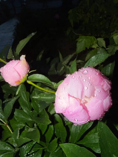 This is a close-up, low-light, outdoor photograph of two pink peony buds covered in water droplets, set against a backdrop of dark green foliage. The buds are partially closed, with delicate pink petals visible beneath the transparent spheres of water. The lighting is dim, suggesting it was taken at dawn, dusk, or under artificial light. The background is predominantly dark, with hints of darker green leaves and an indistinct, possibly wet, surface in the upper left corner. The overall mood is tranquil and naturalistic. The image location is stated as Shemdordan, Russia.