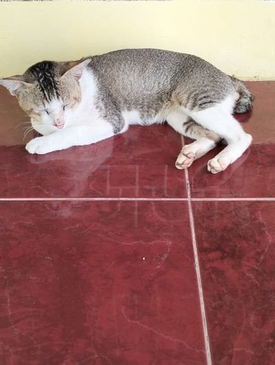 A domestic cat, exhibiting a grey tabby pattern on its back and head, white fur on its chest and legs, and light tan markings on its face, is observed sleeping on a tiled floor in Jambo Dalam, Indonesia. The cat is positioned on its left side, with its eyes closed, and its front paws tucked under its head. The floor consists of large, dark reddish-brown, glossy ceramic tiles with visible light-colored grout lines arranged in a grid pattern. A light yellow wall serves as the background, against which the cat rests. The scene is illuminated by ambient light.