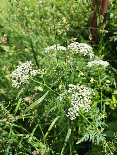 The image depicts a close-up view of wild white flowers and grasses in a natural setting. The foreground is dominated by clusters of small, delicate white flowers arranged in umbels, interspersed with tall, green grasses and seed heads. Some of the grasses have a reddish hue. The background is a blur of green foliage, suggesting a densely vegetated area. The lighting appears to be natural daylight, casting soft shadows. There are no visible people or structures. This scene is located in the vicinity of Ичетовкины, Russia, and appears to be an outdoor, uncultivated area, possibly a field or meadow.