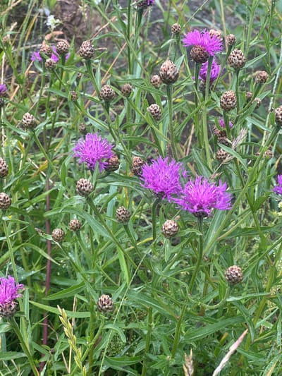 The image displays a close-up view of a patch of wild purple flowers, likely Greater Knapweed (Centaurea scabiosa), interspersed with green foliage and several developing seed heads. The flowers are vibrant magenta and appear slightly wet, suggesting recent rain. The seed heads are predominantly brown and spiky, varying in size and stage of development. The background is a blur of green and brown, indicating a natural, uncultivated environment. The scene is consistent with the natural flora found in areas like the Skirvytė region of Lithuania, where such wildflowers are common. No people or discernible man-made structures are visible.