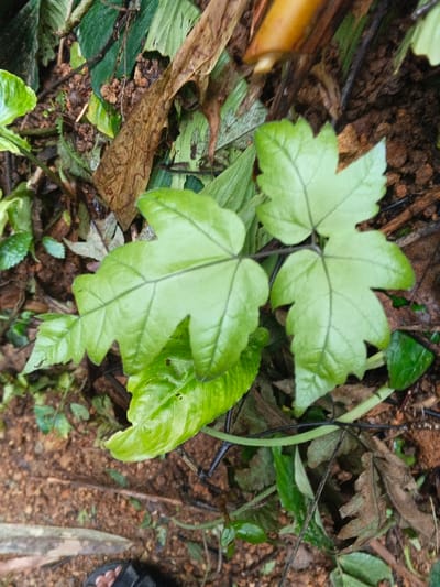 The image displays a close-up, top-down view of ground-level vegetation in Situm, Papua New Guinea. Three prominent, light-green leaves, characterized by deeply lobed margins and distinct dark venation, are centrally featured. These leaves are situated amidst other varying shades of green foliage, moist brown soil, and scattered brown, decomposing plant matter. A segment of a thick, yellowish-brown plant stem or branch is visible in the upper right quadrant of the frame. Thin, dark, vine-like tendrils are interwoven throughout the observed flora. In the lower-left corner, the toe and a portion of the strap of a black human sandal are visible, indicating the immediate presence of an individual.