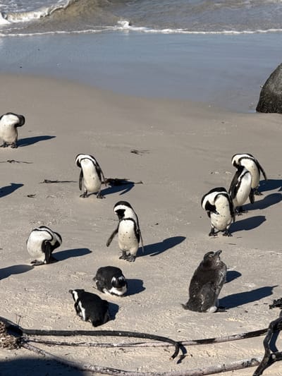 The image shows a group of African penguins on a beach. The location is likely Boulders Beach, near Simon's Town, South Africa. The penguins are both adults with black and white plumage, and a fluffy, juvenile penguin. They are scattered on the sand near the water's edge and close to vegetation.