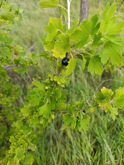 A close-up, vertical shot captures a branch of a gooseberry bush with bright green, lobed leaves. Several berries are visible: one large, ripe black berry is prominently positioned in the upper center, and a smaller, black berry is on a lower branch. There are also a few unripe, pale green berries and one small, red berry on the left side of the frame. The background is a soft-focus blur of green grass and a blurred tree trunk, suggesting an outdoor, natural setting, likely in the area of Blagoslovenka, Russia. The lighting is natural, with some dappled light creating highlights on the leaves.