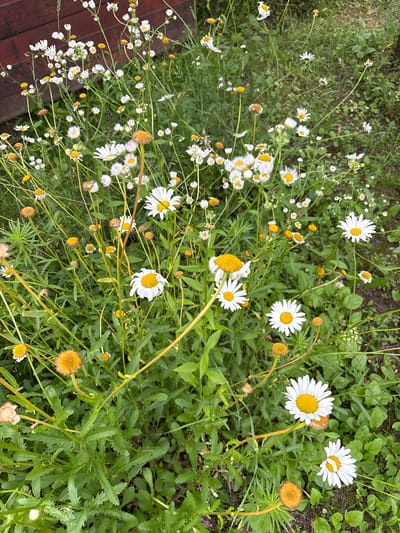 The image displays a close-up, eye-level view of a dense patch of wild daisies and other wildflowers growing amongst green foliage. The flowers are predominantly white with yellow centers, though some are in various stages of bloom or wilting, with some showing brown or dried petals. Small, fuzzy, orange-brown flower heads are also scattered throughout the scene. The ground appears to be covered with grass and dirt. In the upper left corner, a dark reddish-brown, weathered wooden structure is partially visible, suggesting it may be a fence or a wall. The scene is outdoors, in what appears to be a natural or semi-natural setting. The location is specified as Altinovka, Russia. There are no people or animals present in the image.
