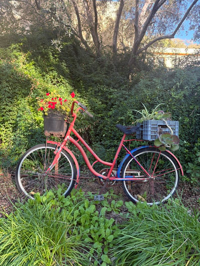 A red vintage bicycle rests among green foliage. The front basket holds red flowers, while a grey plastic crate attached to the rear rack contains a succulent and other plants. The bicycle is slightly rusty and shows signs of age. Tall grass and various green plants surround it, blending the bicycle into the garden setting. A tree is visible on the left.