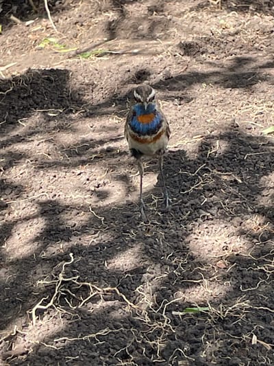 A single bird stands on dark, dry soil with sparse, thin roots visible on the surface. The bird is facing the camera and has a distinctive blue, orange, and white patterned throat and chest. Its head is gray with dark markings. The background is composed of more of the same soil, with dappled sunlight creating shadows across the ground. The scene appears to be outdoors in a natural or semi-natural environment. There is no indication of a city or specific location within the image.
