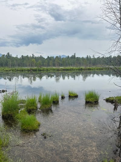 A serene, overcast day at a marshy body of water near Tolbazikha, Russia. The foreground features clumps of vibrant green grass growing on small hummocks in the shallow, murky water. The water's surface reflects the cloudy sky and the dense forest lining the far bank. The forest is composed of a mix of deciduous and coniferous trees, with some lighter-colored birches interspersed. In the distance, faint mountain peaks are visible under the muted sky. A bare, skeletal tree branch extends from the right side of the frame, its stark lines contrasting with the lush greenery. The overall atmosphere is calm and natural, with no human presence evident.