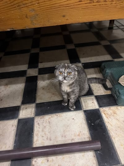 A medium shot shows a Scottish Fold cat with tabby markings sitting on a black and white tiled floor under a wooden structure. The cat is facing the camera with its ears folded down and eyes wide open. To the right of the cat is a green plastic container. In the foreground, a dark brown cylindrical object lies horizontally across the frame. The lighting suggests an indoor, possibly utilitarian space. The location is identified as Mindanabad, Uzbekistan.