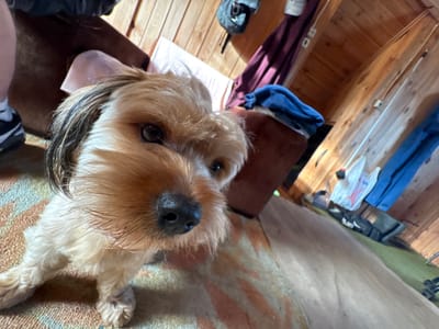 A close-up shot captures a small terrier-mix dog looking directly at the camera. The dog has tan fur, dark eyes, and a black nose. It is positioned in the foreground, with its face filling most of the frame. The background suggests an indoor setting, likely a rustic cabin or room with wooden walls and a wood-paneled ceiling. Various items are visible in the background, including draped fabric, bags, and what appear to be clothing items. A portion of a patterned rug is visible on the floor in the foreground. The lighting is natural, casting shadows and highlighting the dog's fur. The exact location within Jāņupe, Latvia, cannot be determined from the visual information provided.
