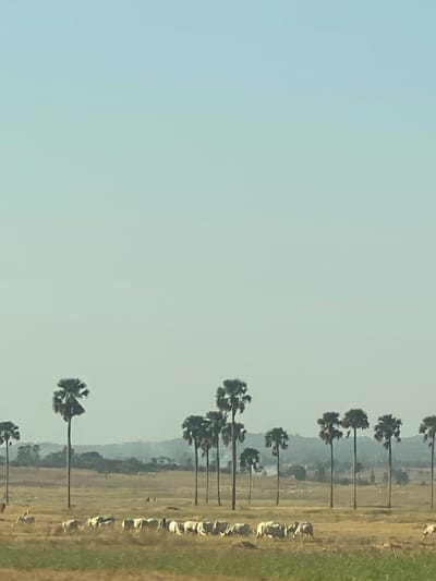 The image captures a serene, expansive rural landscape, consistent with the Zankan region of Nigeria. A long row of tall palm trees, likely Borassus aethiopum, dominates the right side of the frame, stretching vertically from the mid-ground into the distance. The trees stand against a bright, somewhat hazy, light blue sky that fills the left and upper portions of the scene.
In the foreground and mid-ground, a flat, dry field or grassland extends, with a strip of greener vegetation visible along the far right edge. A line of small, light-colored animals, appearing to be goats or sheep, is discernible along this greener strip, suggesting grazing activity. In the distant background, a faint, hazy line of hills or elevated land can be seen. The lighting is diffuse, implying either a hazy day or a time like mid-morning or late afternoon. There is no visible text or human presence in the image.