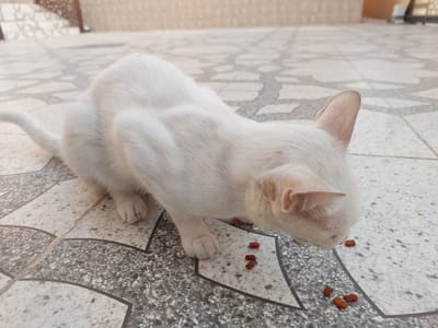 A close-up, eye-level shot shows a slender, white cat with pink ears eating kibble scattered on a patterned tiled floor. The cat's fur appears soft and clean, with a few subtle reddish-brown spots visible on its back and near its nose. The cat is hunched over the food, its head lowered as it daintily picks up pieces with its mouth. Its tail is extended behind it, and its front paws are placed near the kibble.

The floor tiles are a light beige with a repeating pattern of curved grey shapes and dark grey speckled areas. In the background, out of focus, are more tiles and a blurred suggestion of a light-colored wall or structure. The lighting suggests it might be daytime, likely outdoors given the tiled ground, but the specific time of day and weather conditions are not discernible. The overall scene is one of a domestic setting, possibly a patio or courtyard in Seeb Province, Oman, where the cat is being fed. There is no visible text in the image.