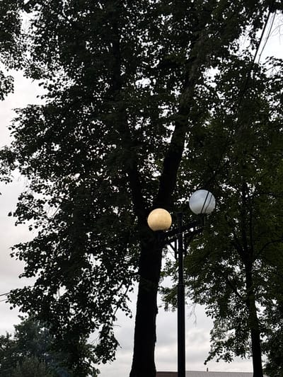 The image captures an outdoor scene with a focus on two spherical light fixtures hanging from a metal pole, partially obscured by the dense foliage of a large tree. One light is a bright white, while the other emits a warm, yellowish glow. The tree's dark leaves create a silhouette against a bright, overcast sky. The composition is oriented vertically, with the tree trunk running horizontally across the middle of the frame, suggesting the photo was taken looking upwards. The lighting and the presence of the lamps suggest it is either dusk or dawn, or an area with artificial lighting for nighttime use. There are no people visible in the image. The setting appears to be a park, street, or garden area where decorative lighting has been installed amidst natural elements. The weather seems to be cloudy, contributing to the diffused light. The image lacks any visible text or specific geographical markers that would pinpoint the location beyond the general context of an outdoor illuminated area.