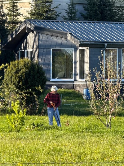 The image captures an outdoor residential scene, likely a garden or backyard, on a sunny day. The lighting suggests either morning or late afternoon, with clear skies and strong shadows cast by elements like the house and vegetation, particularly diagonal shadows across parts of the house's siding and roof.
In the foreground, an individual is engaged in yard work. This person, appearing to be an older adult, is wearing a light-colored hat, a red and black plaid shirt, and blue jeans. They are holding a gardening tool, which resembles a weed trimmer or brush cutter, identified by its long shaft and an orange-colored head, indicating they are tending to the grassy area.
The house occupies the left side of the frame. It is a multi-level structure featuring dark grey or blue horizontal siding and a dark grey tiled roof. Several windows with white frames are visible, reflecting the bright sunlight. Near the house, a small tree with bare branches and delicate pink blossoms stands, with a blue container partially visible at its base. A large, dense, dark green evergreen bush is situated closer to the house's facade. The ground is covered in lush green grass, exhibiting varying heights and textures, with some lighter patches and hints of small wildflowers or dandelions. Additional trees and bushes contribute to the natural landscaping in the background.
There is no visible text in the image. The setting is characteristic of a peaceful residential area, aligning with the context of Olingen, Luxembourg.