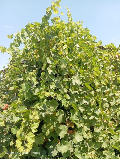 The image shows a dense canopy of green grape leaves against a bright blue sky. The grapevines appear to be growing upwards, supported by an unseen structure. Small clusters of red berries are visible interspersed within the foliage. In the background, a portion of a building with a dark roof can be seen. The overall impression is of a lush, sun-drenched vineyard. The watermark at the bottom of the image indicates it was taken with a "REDMI 12" phone, and contains the text "ORT_PRIDE". The location is specified as Kizlyar, Russia.