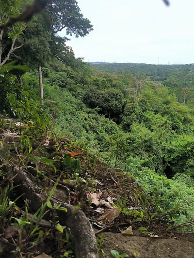 The image captures a sprawling, dense tropical landscape, likely a jungle or forest, viewed from an elevated perspective in Lambarotunong, Indonesia. In the immediate foreground, the ground is rough, characterized by exposed tree roots, loose soil, rocks, and an accumulation of dry leaves. Small patches of green grass and other low-lying plants also dot this area.
Moving towards the midground, the scene transitions into a vast expanse of lush, vibrant green foliage, comprising numerous trees and shrubs that form a thick, unbroken canopy. Various shades of green are visible, indicating diverse plant life. Several large tree trunks are partially visible, rising from the dense undergrowth.
In the background, the dense forest continues, stretching towards a distant horizon. Above the tree line, under an overcast or cloudy sky, several electricity pylons and power lines are visible, cutting across the landscape. Further in the distance, a lighter green patch, possibly a cultivated field like a rice paddy, can be seen amidst the widespread vegetation.
The image was taken during the daytime, under an overcast sky, which provides soft, diffused lighting. No people or visible text are present in the photograph. The scene emphasizes the extensive natural environment with subtle indications of human development in the distant infrastructure.