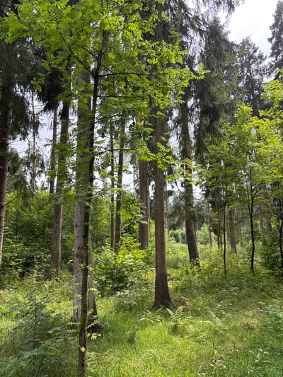 The image depicts a dense forest scene with tall trees dominating the landscape. The trees are primarily coniferous with some deciduous trees interspersed, characterized by vibrant green foliage. The forest floor is covered in lush green grass, ferns, and smaller undergrowth, indicating a healthy and thriving woodland environment. Sunlight filters through the canopy, creating patches of light and shadow on the forest floor. The overall impression is one of a natural, untouched forest, typical of rural or parkland areas. This scene is likely located in Pavlovskaya Sloboda, Russia, a settlement known for its natural beauty and forested surroundings. There are no people or animals visible in the image, and no specific actions or interactions are taking place. The focus is solely on the environment and the natural elements within it.