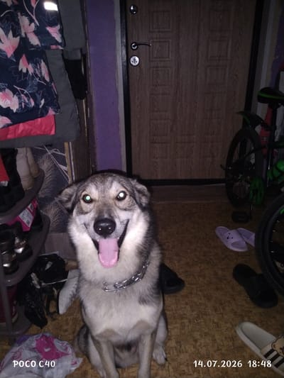 A husky-like dog with bright green eyes and its tongue out is sitting on a floor in front of a wooden door. The dog is wearing a silver chain collar. To the left of the dog is a shelf unit with shoes and other items. To the right of the dog are two bicycles. The floor is covered in a wood-grain linoleum. The environment appears to be indoors, possibly a hallway or entrance area. The image is timestamped "14.07.2026 18:48". There is no indication of the location being the city of Letno-Hvalinskoe, Russia.