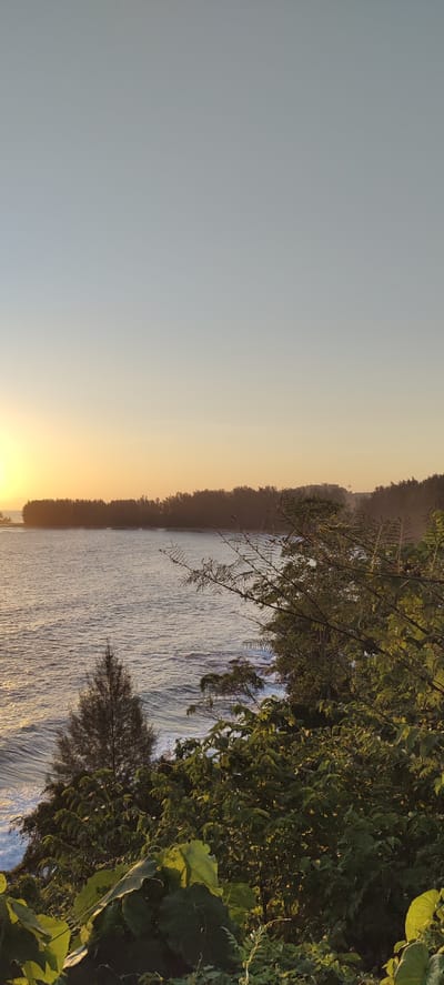 The image depicts a serene coastal scene at what appears to be sunset. The sun is low on the horizon, casting a warm golden glow across the sky and the ocean. The ocean surface is calm, with gentle waves lapping against a tree-lined shore. Lush green foliage dominates the foreground, with leaves and branches obscuring parts of the view. A solitary evergreen tree stands near the water's edge. The sky transitions from a pale blue at the top to a soft orange and yellow hue near the horizon. There are no people or specific landmarks visible that would identify the location within Crakmong, Indonesia.