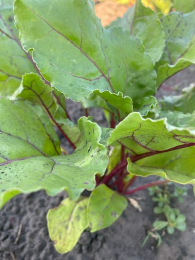 A close-up, eye-level shot focuses on the vibrant green leaves of a beetroot plant growing in dark soil. The leaves, some with wavy edges, display prominent dark red veins and scattered small dark spots. The plant's thick, red stems are visible at the base, anchoring the leaves. In the background, out of focus, is more soil with a few small, light green weeds. The scene appears to be outdoors, suggesting a garden or farm setting. There are no people or animals visible in the image. The lighting is natural, with a slight warmth, indicating it may be daytime. The location in Vasylky, Ukraine, is not visually discernible from the image content itself; this information is provided as context.