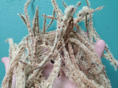 A close-up, slightly overhead shot shows a hand holding dried, fuzzy, brown and tan botanical matter against a textured, teal-colored wall. The botanical material appears to be in strands or clusters, with a fuzzy texture and some smaller, lighter-colored particles clinging to it. The hand, a portion of which is visible from the wrist to the fingertips, is lightly cupping the material. The teal wall serves as a plain background, its texture creating subtle variations in light and shadow. There is no indication of the city of Gusar, Azerbaijan, in the image itself.