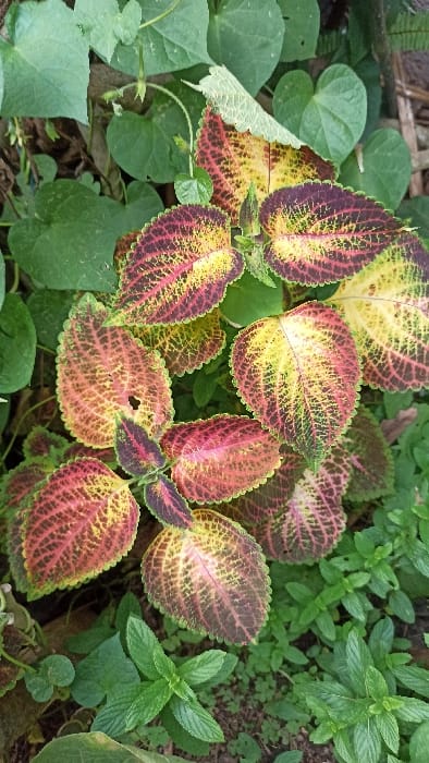 A vibrant cluster of Coleus plants dominates the scene, displaying intricate patterns of yellow, green, and burgundy on their scalloped leaves. These leaves are surrounded by patches of green ground cover, including round, kidney-shaped foliage on the left and slender, pointed leaves on the right, creating a diverse and textured botanical composition. The overall impression is one of lush growth and varied textures in a garden setting.