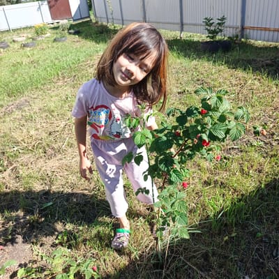 A young girl with dark hair and highlights stands in a grassy yard next to a raspberry bush. She is wearing a pink t-shirt with a cartoon graphic and light pink pajama pants. The t-shirt has a graphic that includes the words "Strawberry" and a character that looks like a cat. She is wearing purple clogs with green accents. The girl is looking down at the raspberry bush, with her head tilted and eyes partially closed, appearing content and relaxed. The sun is shining, casting shadows on the grass and the girl. The setting appears to be a backyard in Podlubovo, Russia, with a white and brown fence visible in the background, along with some overgrown vegetation and tires used as planters. The raspberry bush has several ripe red berries. The overall mood is peaceful and summery.