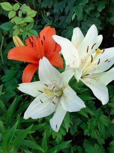 A close-up, high-angle shot showcases three lily flowers with vibrant orange and white petals. Two of the lilies are a pristine white, with delicate brown speckles and dark brown stamens tipped with yellow anthers. The third lily is a striking orange, its petals also speckled with dark spots and featuring prominent orange stamens. All the flowers are in full bloom, with their petals unfurled. The background is a lush, green tapestry of leaves, suggesting a garden setting, possibly in Deremezna, Ukraine. The lighting appears to be natural daylight, with no harsh shadows, indicating it could be a cloudy day or the flowers are in shade. There are no people or discernible text in the image. The overall impression is one of natural beauty and floral abundance.