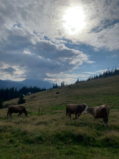 The image depicts a rural, mountainous landscape in Vorokhta, Ukraine, under a partially cloudy sky with a bright sun visible in the upper right quadrant. The scene is dominated by a steeply sloping grassy hillside, light brown with patches of darker green vegetation, extending from the foreground into the mid-distance. Three bovine subjects are present: one dark brown cow grazes with its head lowered in the far-left foreground, while two other brown and white-faced cows stand close together in the mid-right foreground, appearing to interact head-to-head. In the middle distance, on the left side of the hillside, a small cluster of light-colored structures with dark roofs is visible amidst a dense evergreen forest that covers the lower mountain slopes. Further in the background, multiple layers of hazy, forested mountain ranges recede into the distance under scattered clouds.