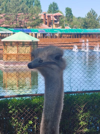 An ostrich stands behind a wire fence, with a building and pond with fountains in the background. The image was taken in Kenbulun, Kyrgyzstan. The ostrich's neck and head are visible, with a background including a building with a green and blue roof, a pond with multiple fountains, and green trees. A fence is present in the foreground.