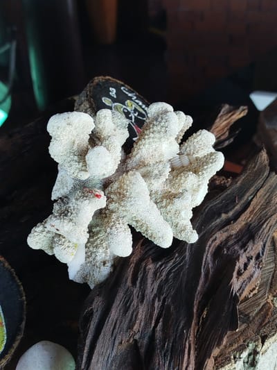 The image shows a close-up of a cluster of white coral pieces placed on weathered, dark brown driftwood. The coral is intricate and textured, with many small pores and crevices. Some pieces of the coral have small red markings on them, possibly from paint or marker. The driftwood has a rough, striated surface. In the background, there is a dark, out-of-focus area that hints at an indoor setting. There are no people visible in the image. The scene appears to be a decorative arrangement. This image is not located in the city of Gulhi Falhu, Maldives; it is a generic image of coral and driftwood.