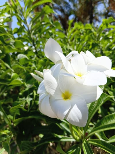 A close-up shot shows several white plumeria flowers with yellow centers, clustered together and bathed in bright sunlight. The flowers are in focus, with their delicate petals and vibrant hues clearly visible. Behind them, lush green foliage creates a soft, blurred background, hinting at a tropical setting. The sunlight filters through the leaves, casting dappled shadows and highlighting the textures of the petals. The overall impression is one of natural beauty and tranquility, with the flowers appearing to be in full bloom. The background suggests an outdoor environment, possibly a garden or a park, with the foliage indicating a warm and sunny day. The sky is not prominently visible, but the quality of light suggests daytime. No people or specific objects are identifiable in the scene. There is no visible text. The context of Sosúa, Dominican Republic, reinforces the tropical and floral nature of the image.