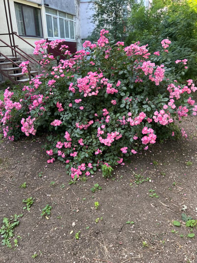 The image depicts a vibrant bush of pink roses in full bloom, situated outdoors. The rose bush is dense, with numerous clusters of small, pink flowers and dark green leaves. The ground in front of the bush is composed of soil with scattered small stones, dry twigs, and a few small green plants. In the background, to the left of the roses, a set of outdoor stairs with metal railings leads up to a building. The building appears to be an apartment complex, with windows visible on its facade. To the right of the roses, there are more trees and foliage, suggesting a natural or semi-urban environment. The lighting suggests it is daytime, likely morning or late afternoon, with some shadows visible on the ground. There are no people or animals present in the image. The scene is captured from a medium-angle perspective, focusing on the rose bush and its immediate surroundings. The specific location in Bakhchysarai, Ukraine, cannot be determined from the visual information alone, but the setting suggests a residential area with green spaces.