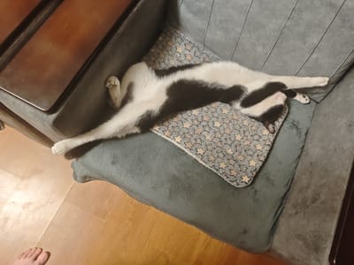 In the city of Nor Kharberd, Armenia, a black and white cat is sprawled across a grey sofa, resting on a patterned blanket adorned with stars. The cat's body is elongated, with its legs stretched out in opposite directions. Its head is turned to the side, with its eyes closed, indicating a deep sleep. The sofa is positioned in a room with wooden flooring. A portion of a dark wooden table is visible in the upper left corner of the image. The scene is a candid snapshot of a domestic setting, capturing a moment of quiet relaxation for the feline.