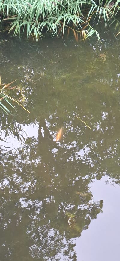 The image depicts a body of water, likely a pond or slow-moving stream, with reflections of trees and sky on its surface. On the left side of the frame, lush green reeds or tall grass line the bank, partially submerged in the water. The water itself is murky, with visible aquatic plants or algae beneath the surface.
A single, bright orange fish is the most prominent subject, swimming in the middle ground of the water. Its scales are visible, and it appears to be moving from left to right. The reflection of the trees creates a dappled pattern across the water, with patches of light and shadow. The sky's reflection appears in the upper right portion of the image, indicating a bright, possibly overcast day.
The scene suggests a natural outdoor environment. The presence of reeds and the reflections of trees point towards a lakeside, riverbank, or pond setting. The overall mood is tranquil and naturalistic, with the vibrant orange of the fish providing a focal point against the muted greens and browns of the water and vegetation. There is no visible text in the image. The location context suggests this scene is in Kuressaare, Estonia.